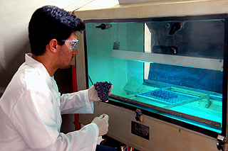 Pesquisas em laboratório da Feagri: projeto em pós-colheita está avaliando o emprego da luz ultravioleta-C como inibidor da proliferação microbiana  (Fotos: Antoninho Perri)