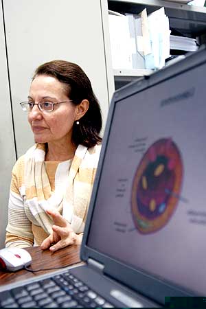 Professora Maria Helena Andrade Santana, da  Engenharia Química: encapsulação de fármacos em nano e micropartículas (Foto: Antoninho Perri)