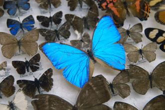 Acervo de lepidópteras: dezenas de milhares de borboletas e mariposas coletadas em todo os cantos do Brasil e das Américas