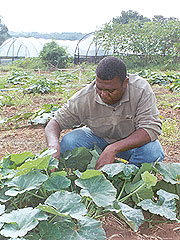 Plantação de abóbora, fonte de carotenóide, na região de Campinas: alimentação balenceada traria ganhos para o país