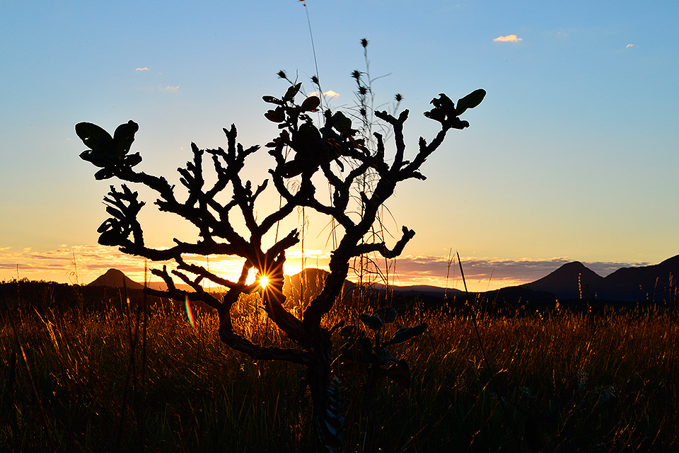 Sol nasce atrás de árvore que compõe a vegetação do Parque Nacional da Chapada dos Veadeiros - GO Parque Nacional da Chapada dos Veadeiros - GO