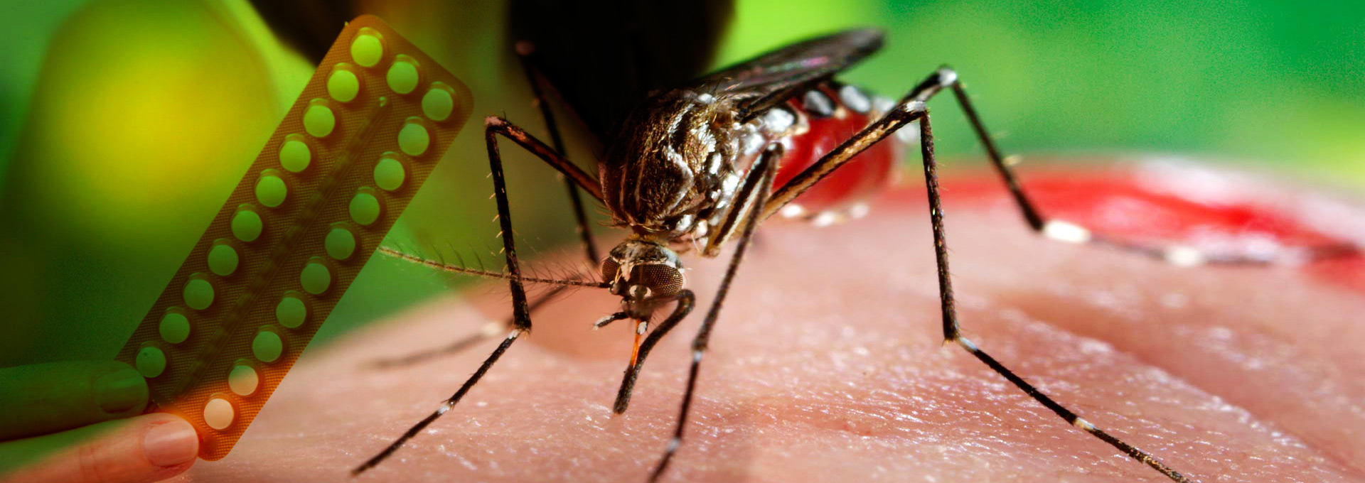 Mosquito Aedes aegypti em fotomontagem com cartela de pílulas anticoncepcionais
