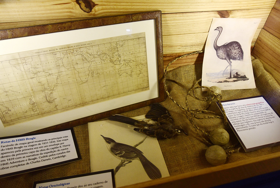 O mapa mostra o trajeto do Beagle dentro da caixa mapa mostra a rota do beagle. Também estão expostas uma foto de ave e uma ave taxidermizada