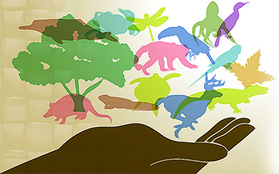 Exemplos de biodiversidade Exemplos de biodiversidade
