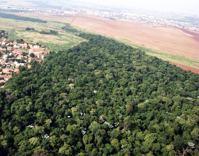 Mata Santa Genebra (Foto: Secretaria Municipal do Verde, Meio Ambiente e Desenvolvimento Sustentável)