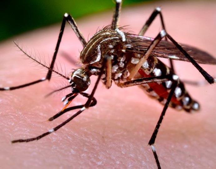 Tecnologia é eficiente para proteção contra o mosquito aedes aegypt. Foto: divulgação
