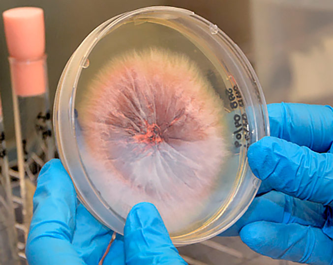 Amostras de fungos pesquisados no Laboratório de Epidemiologia Molecular e Doenças Infecciosas | Foto: Mário Moreira – FCM