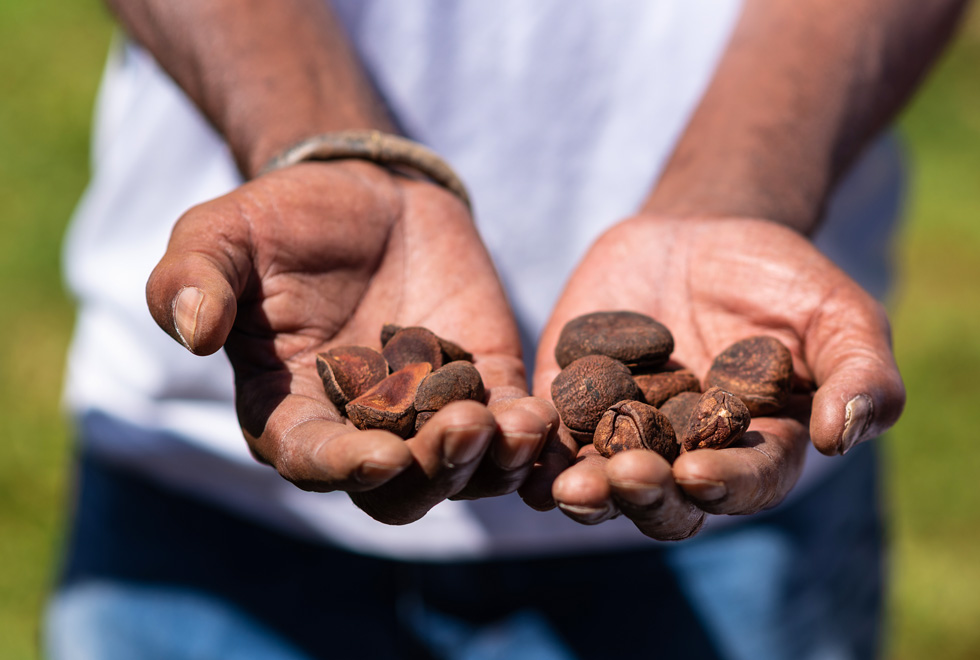 Baobá é plantado na Praça da Paz dentro da programação do Unicamp Afro