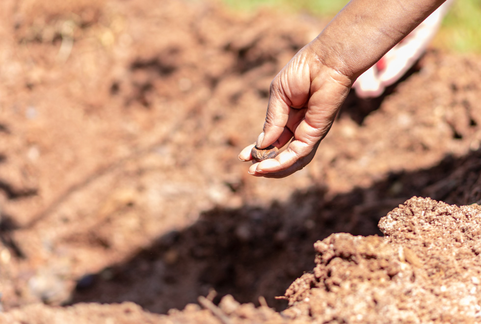 Baobá é plantado na Praça da Paz dentro da programação do Unicamp Afro