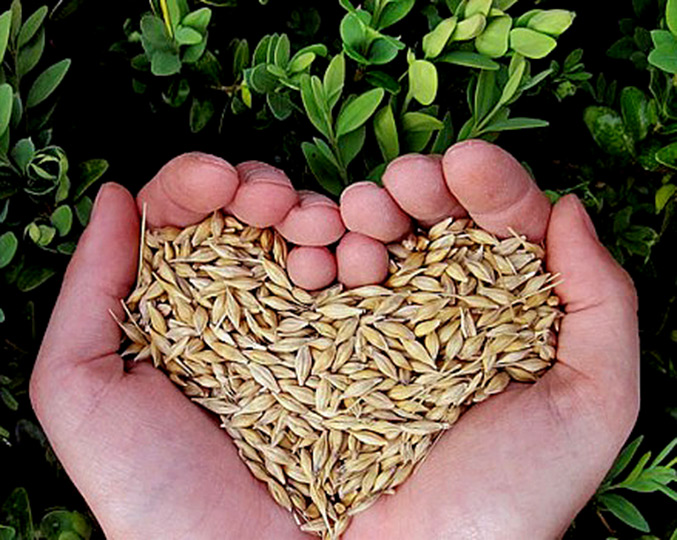 foto mostra símbolo da campanha unicamp solidária, com duas mãos segurando grãos de trigo, que formam um coração