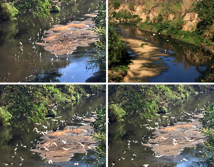 Foto do Ribeirão Anhumas cercado por pássaros