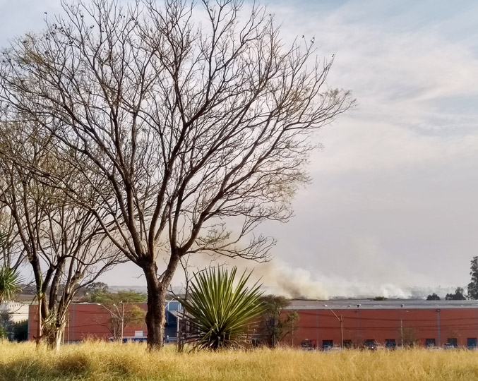 audiodescrição: fotografia colorida em plano aberto de um campo com uma árvore seca à frente. ao fundo nota-se uma fumaça espalhada pelo céu