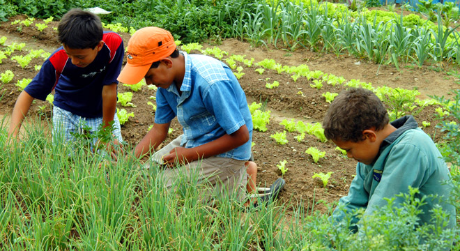 Três crianças manipulam a terra para o plantio de hortaliças em horta comunitária