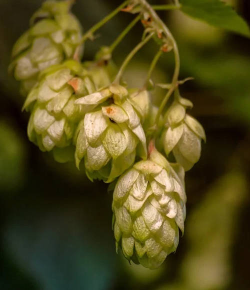 Objetivo da startup é fornecer soluções tecnológicas e inovadoras a base de lúpulo, ingrediente responsável pelo amargor e aroma da cerveja planta lúpulo