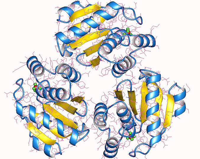 Após 14 anos estudando a ação da proteína LMWPTP em células tumorais, pesquisadores da Unicamp concluem que a molécula está ligada à resistência ao tratamento quimioterápico e ao desenvolvimento de metástase (imagem: tirosina fosfatase/Wikimedia Commons)