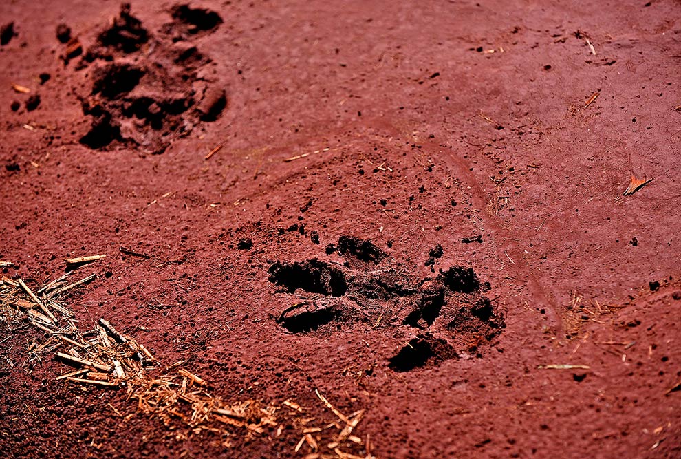 Em outra etapa do trabalho será feito levantamento de fauna e flora do território Trabalho de diagnóstico arqueológico da área do HIDS