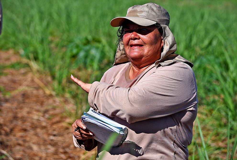 A arqueóloga Rosângela Alves, que coordenou os levantamentos realizados na última semana na Unicamp Trabalho de diagnóstico arqueológico da área do HIDS