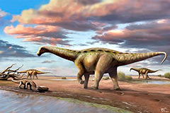 Fósseis de uma nova espécie de dinossauro pescoçudo anão foram encontradas no interior de São Paulo, na cidade de Ibirá, em um lugar que esteve bem longe do mar durante toda a Era dos Dinossauros. 