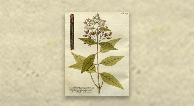 Plantas podem ter vários nomes e apelidos, é o que acontece com a árvore da febre, mais conhecida por cinchona, nome popular e científico