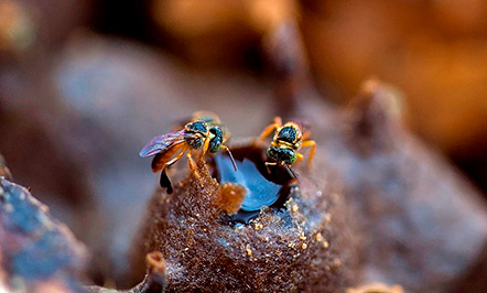 Estudo analisou o impacto de inseticida tiametoxam em três espécies de abelhas sem ferrão abundantes nas lavouras brasileiras (Foto: Léo Ramos Chaves /Pesquisa Fapesp)