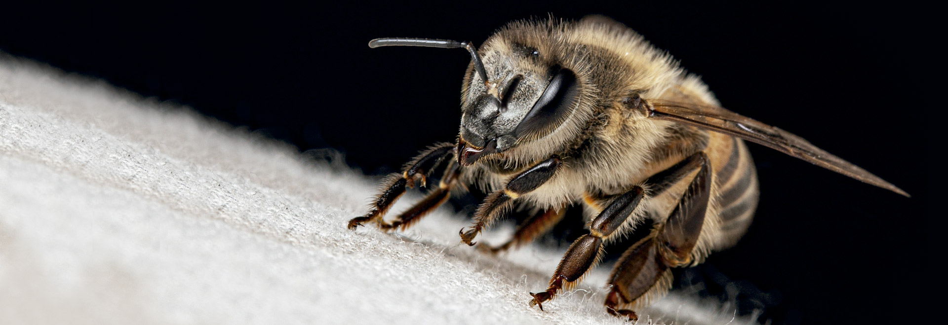 De acordo com a pesquisa, a abelha comum (Apis mellifera) visitou as flores das duas culturas cultivadas: polinização e serviços ecossistêmicos, como o controle de pragas