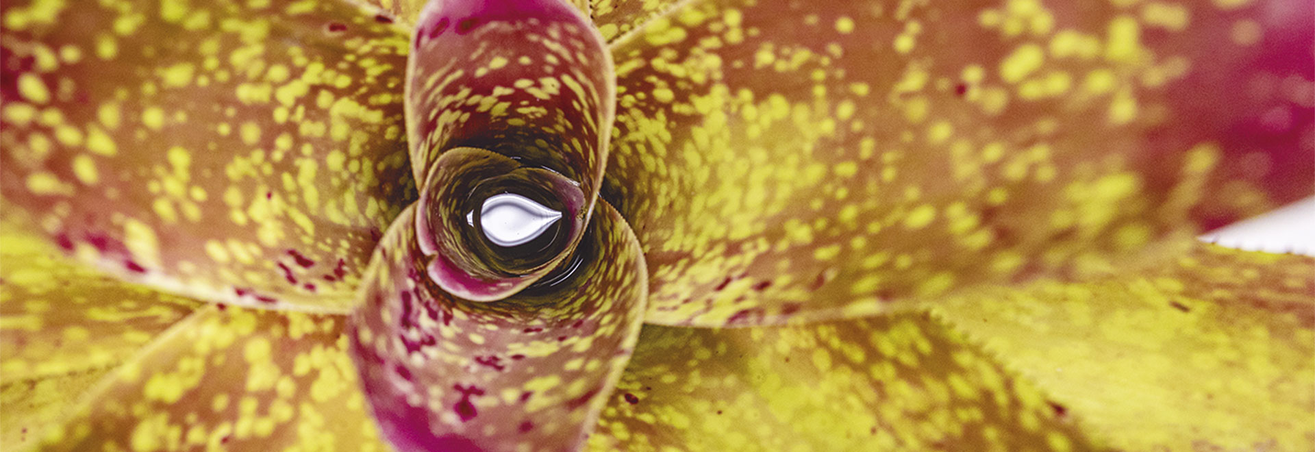 Audiodescrição. Foto: Felipe Bezerra. Imagem centralizada em super close da flor de uma bromélia, nas cores vermelho e amarelo. As laterais das pétalas apresentam serrilhados. Imagem 1 de 1