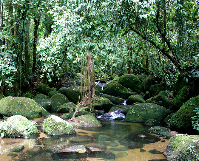 Trecho de Mata Atlantica no Parque Estadual da Serra do Mar, em Ubatuba (SP); qualquer prêmio recebido será integralmente utilizado em pesquisas e medidas de conservação da biodiversidade de florestas (Foto: Antonio Scarpinetti)