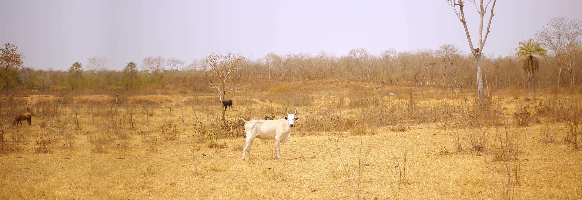 Segundo IPCC, impactos serão devastadores para a biodiversidade, a segurança alimentar, a segurança hídrica, a saúde humana e a paz mundial (Foto: Liana Coll)