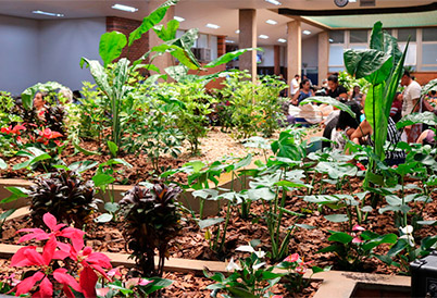 Os espaços reservados para os jardins estavam, em sua maior parte, sem plantas ou com plantas secas Os espaços reservados para os jardins estavam, em sua maior parte, sem plantas ou com plantas secas