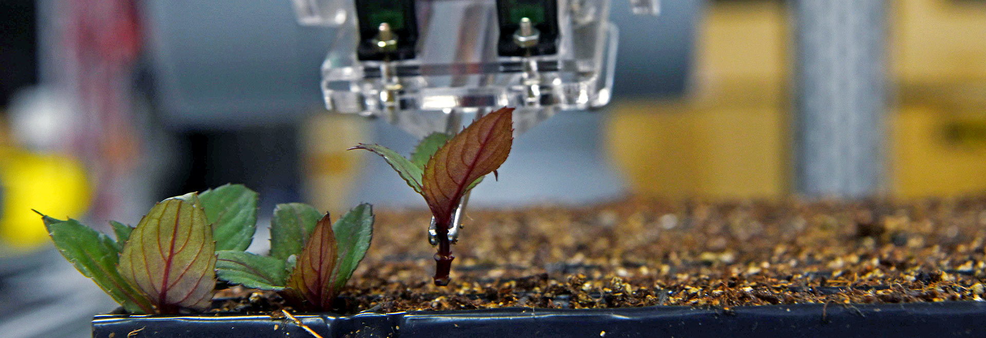 Robô desenvolvido na Laboratório de Instrumentação e Controle da Feagri: plantio de até 20 mil mudas por dia