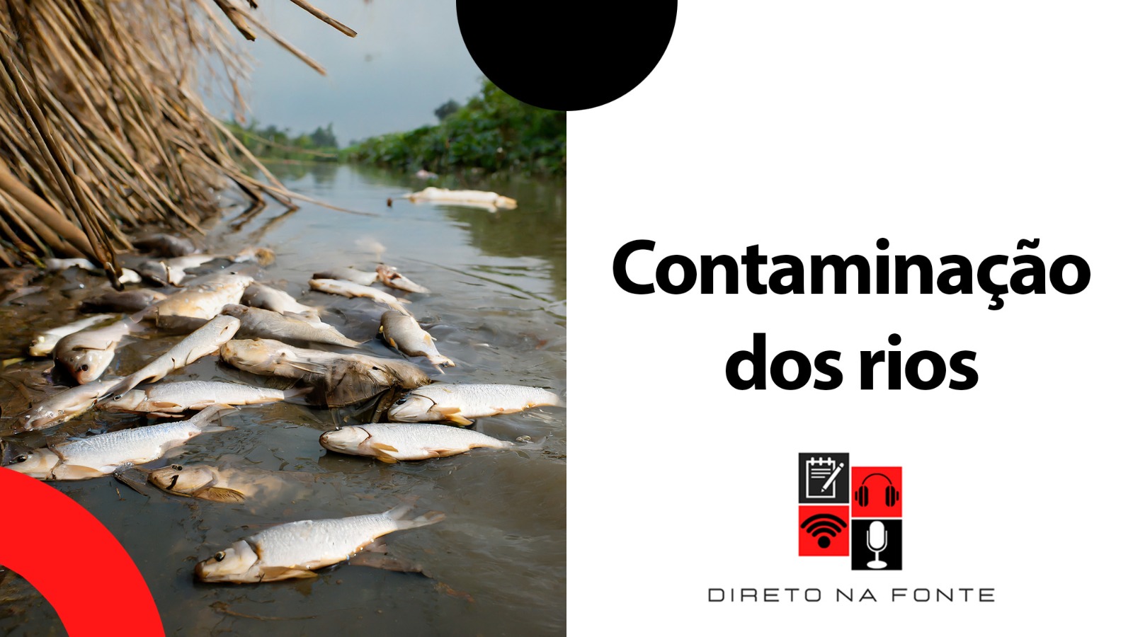 peixes mortos superfície de água de rio e metade da tela com legenda - contaminação dos rios