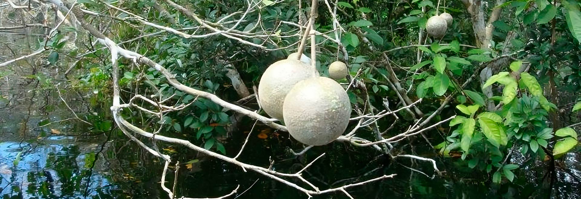 A copa de uma árvore de catoré (Leonia glycycarpa) em frutificação; durante o período de cheias dos rios, perde completamente suas folhas e produz frutos que são consumidos pelos peixes