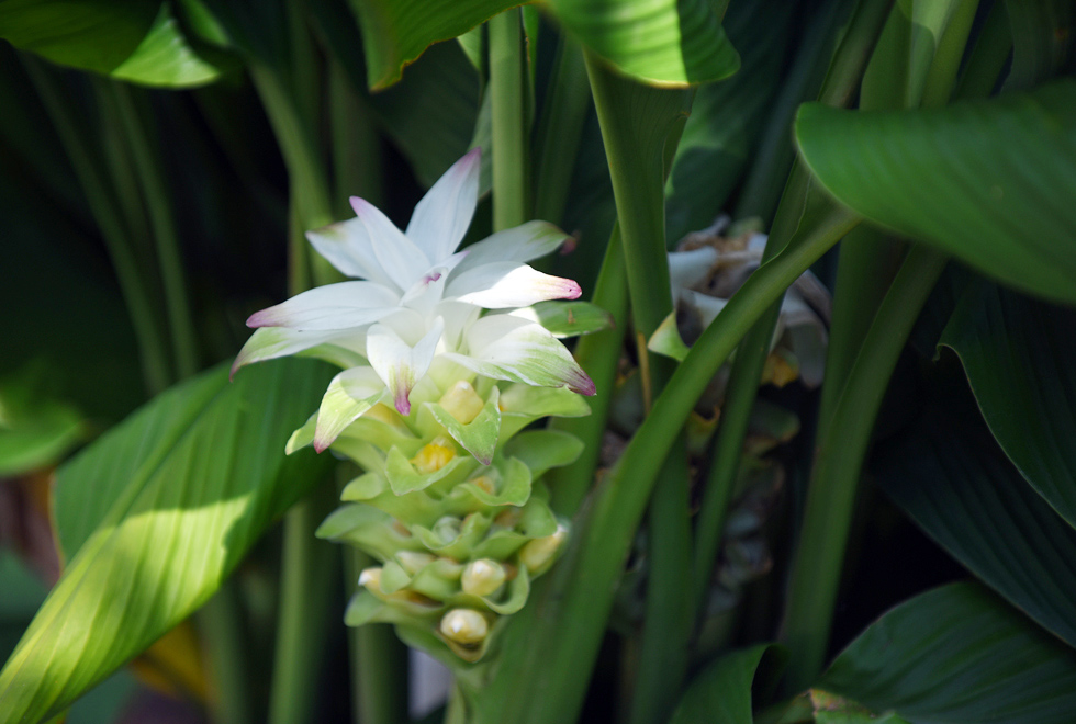 Audiodescrição: Em espaço verde, imagem close-up dos botões de uma planta com flores branca e pontas roxeadas. Ao fundo, parte da folhagem da planta. Imagem 6 de 10.