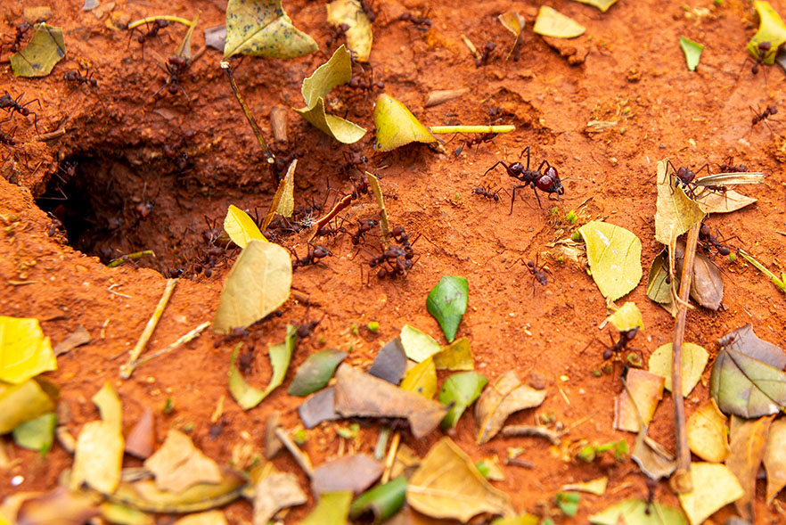 Audiodescrição: Em área externa, imagem close-up de cima para baixo de várias formigas em movimento de entrada e saída de um buraco de formigueiro, posicionado à esquerda na imagem. Em chão de terra, algumas formigas carregam pedaços de folhas de árvores. Há várias pequenas folhas de árvores amarelas e verdes espalhadas pelo chão. Imagem 17 de 19.