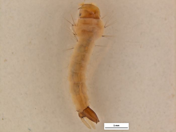 Foto da larva produzida em 3D nos equipamentos do Laboratório de Biologia Animal do IB
