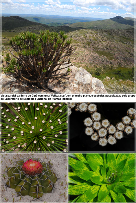Vista parcial da Serra do Cipó com uma ‘Vellozia sp.’, em primeiro plano, e espécies pesquisadas pelo grupo do Laboratório de Ecologia Funcional de Plantas (abaixo)