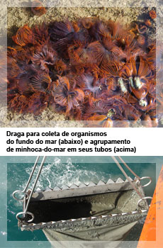Draga para coleta de organismos do fundo do mar e agrupamento de minhoca-do-mar em seus tubos