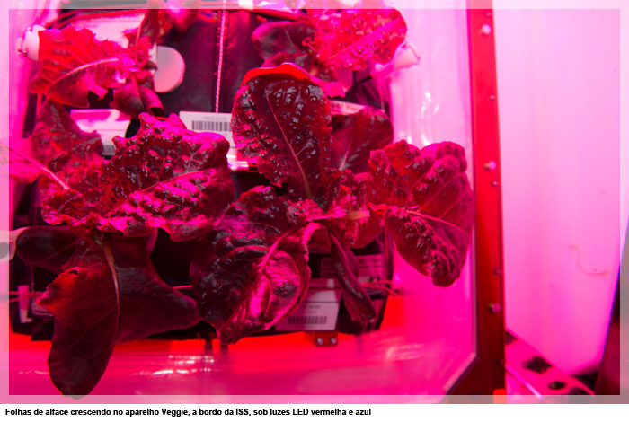 Folhas de alface crescendo no aparelho Veggie, a bordo da ISS, sob luzes LED vermelha e azul