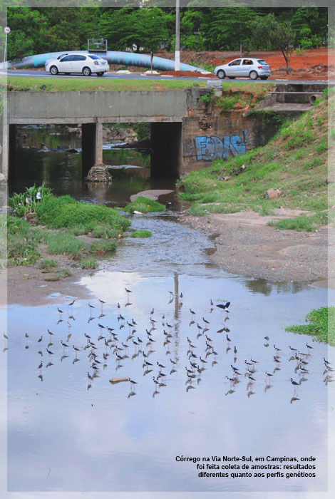 Córrego na Via Norte-Sul, em Campinas, onde foi feita coleta de amostras