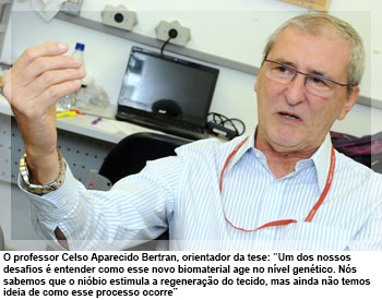 O professor Celso Aparecido Bertran, orientador da tese: “Um dos nossos desafios é entender como esse novo biomaterial age no nível genético. Nós sabemos que o nióbio estimula a regeneração do tecido, mas ainda não temos ideia de como esse processo ocorre”
