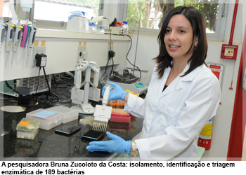 A pesquisadora Bruna Zucoloto da Costa: isolamento, identificação e triagem enzimática de 189 bactérias