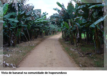 Vista de bananal na comunidade de Ivaporunduva
