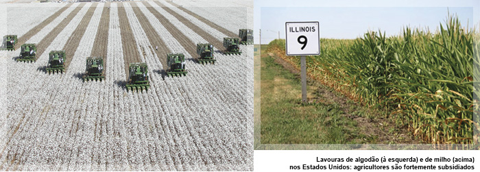 Lavouras de algodão (à esquerda) e de milho (acima) nos Estados Unidos: agricultores são fortemente subsidiados