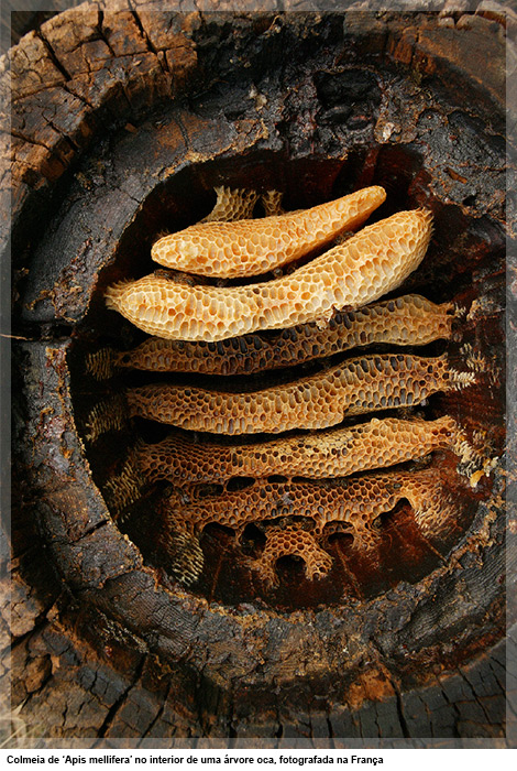 Colmeia de ‘Apis mellifera’ no interior de uma árvore oca, fotografada da França
