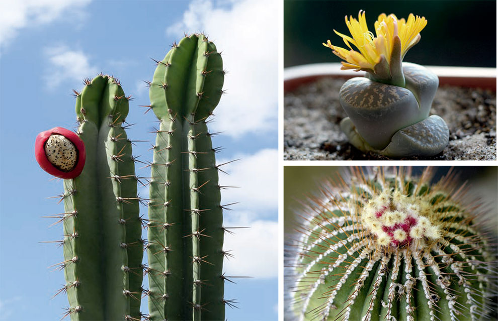 Composição com fotos de cactos e plantas suculentas.