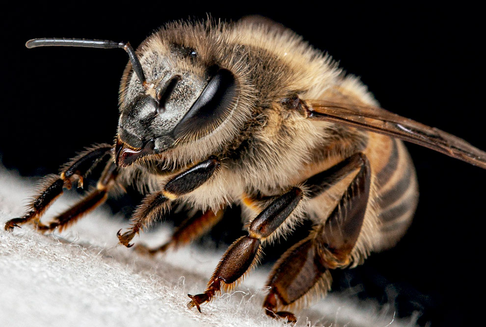 De acordo com a pesquisa, a abelha comum (Apis mellifera) visitou as flores das duas culturas cultivadas: polinização e serviços ecossistêmicos, como o controle de pragas