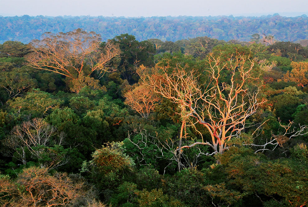 Árvores mortas na Floresta Amazônica: estudo demonstra como a adaptação das espécies à seca pode afetar sua capacidade de sequestrar carbono da atmosfera