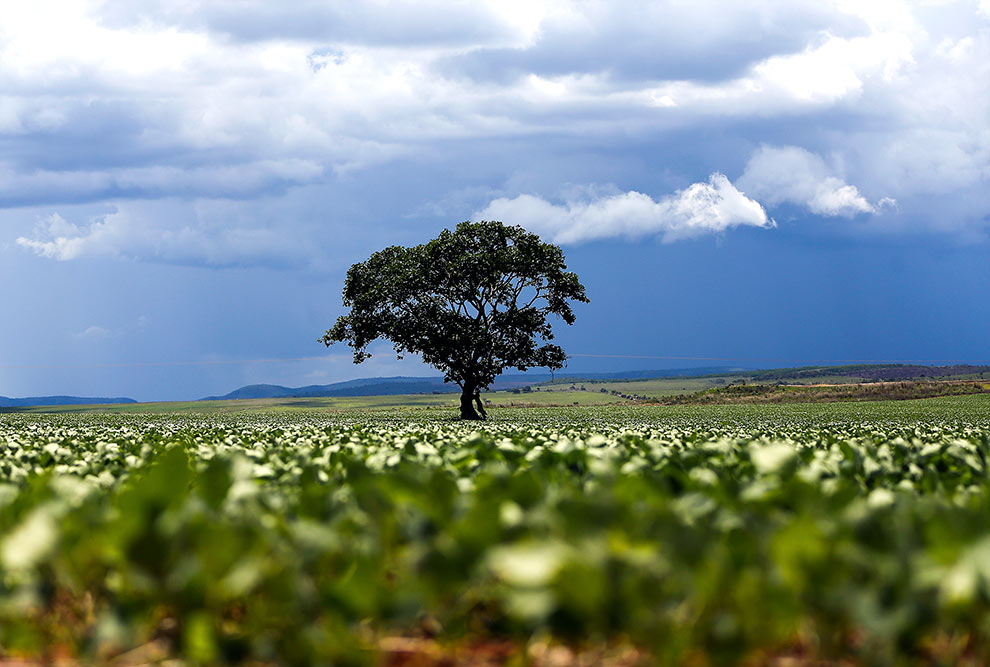 Plantação de soja em área do município de Alto Paraíso de Goiás, na região da Chapada dos Veadeiros: avanço da cultura é causa de desequilíbrio ambiental no Cerrado e em outros biomas