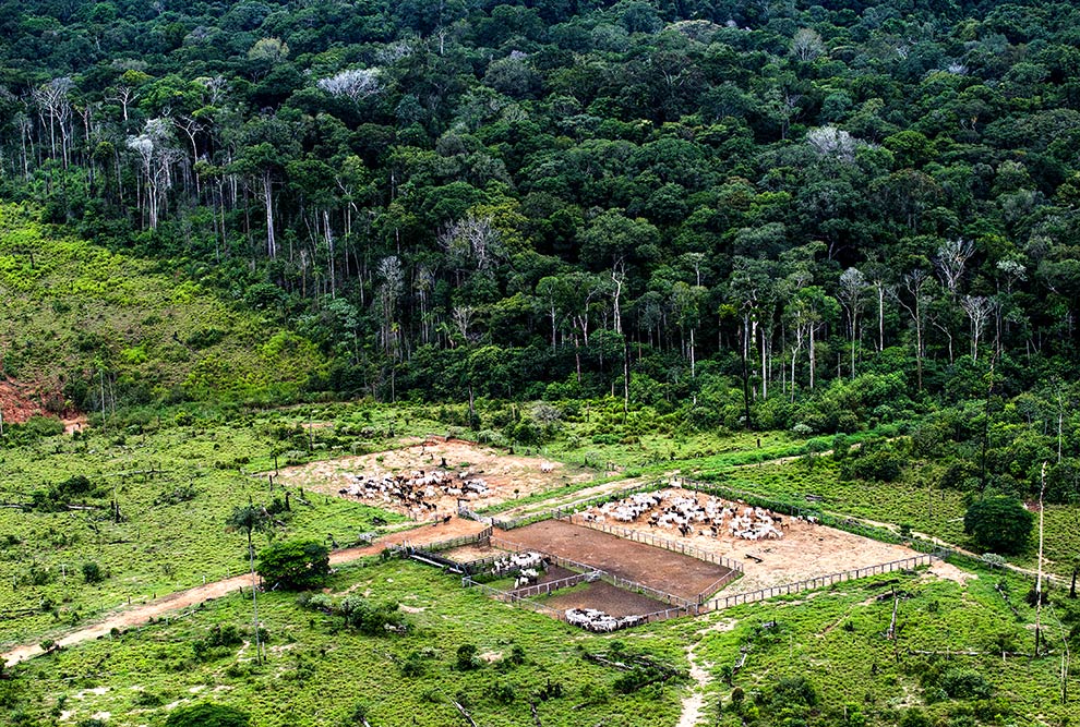 Criação de gado em Apuí, Amazonas, nos limites da Floresta Nacional de Urupadi