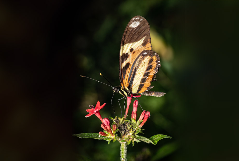 Conhecer os diferentes tipos de borboletas, seu comportamento e sua história evolutiva é essencial para entender a biodiversidade do planeta
